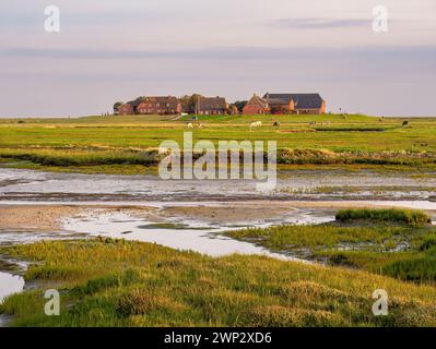 Ockelützwarft, Warft auf Hallig Hooge, Nordfriesland, Schleswig-Holstein, Deutschland Stockfoto