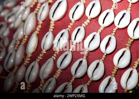 Cypraea moneta, Money Cowrie Stockfoto