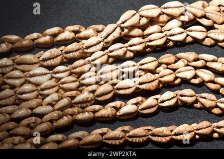 Cypraea moneta, Money Cowrie Stockfoto