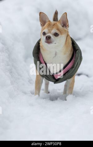 Ein kleiner Hund trägt eine rosa und grüne Jacke und steht im Schnee. Der Hund scheint das kalte Wetter zu genießen und schaut auf das hergestellte Stockfoto