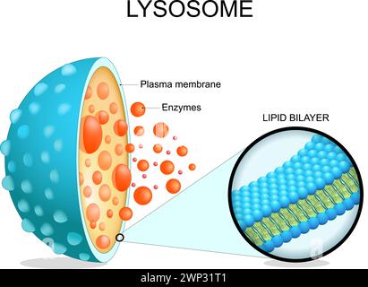 Lysosomenanatomie. Querschnitt einer Zellorganelle. Nahaufnahme einer Lipidbilayer-Membran, hydrolytischer Enzyme, Transportproteine. Autophagie. Vektor i Stock Vektor