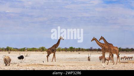 Afrikanische Savanne mit schwarzem Nashorn, Giraffe, Oryx und Strauß Stockfoto