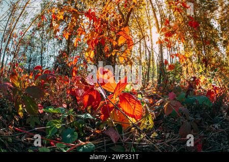 Bäume Laub Blätter Färben Sich Gelb Orange Herbst. Der Herbst kommt. Saisonwechsel-Konzept. Herbststimmung. Sommer-Mix aus bunten Blättern, Zweigen und Gras Stockfoto