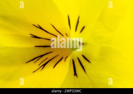 Makrofotografie von Stiefmütterchenblüten Stockfoto