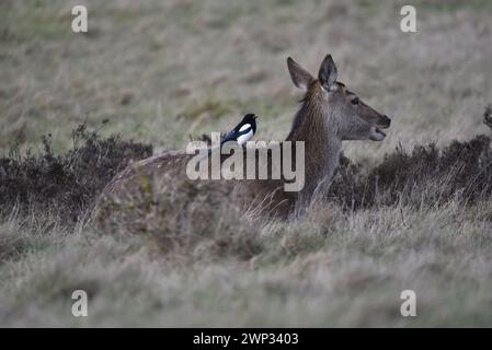 Nahaufnahme eines Rothirschtauchs (Cervus elaphus), der im Winter auf Gras liegt, mit einer Magpie auf dem Rücken, aufgenommen in Staffordshire, Großbritannien Stockfoto