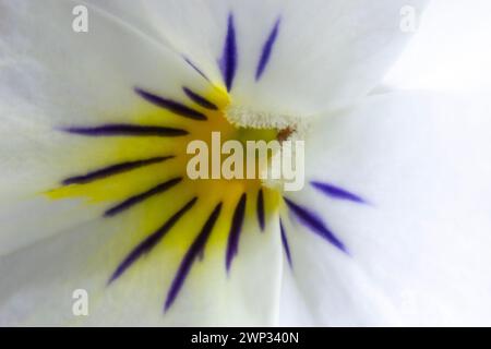 Makrofotografie von Stiefmütterchenblüten Stockfoto