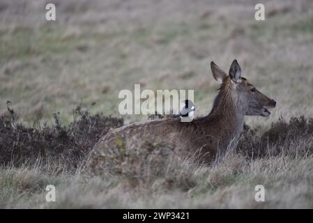 Bild eines weiblichen Rothirsches (Cervus elaphus) mit einer Magpie auf dem Rücken, aufgenommen in einem Naturschutzgebiet in Großbritannien im Winter Stockfoto