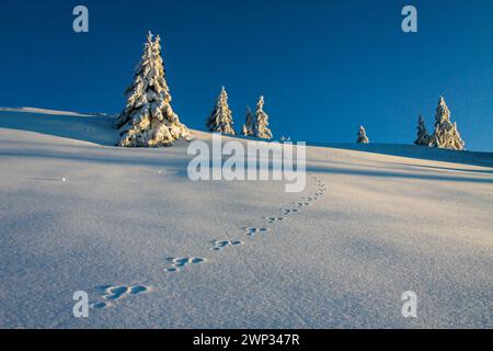 Braune Hasenspuren im Schnee und satinierte Fichtenbäume auf dem Jura (Mont Tendre) Stockfoto