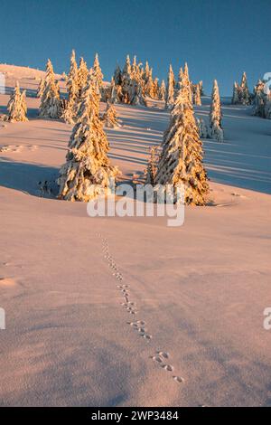 Braune Hasenspuren im Schnee und satinierte Fichten in der Abenddämmerung auf dem schweizer jura (Mont Tendre) Stockfoto