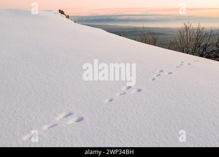 Braune Hasenspuren im Schnee auf dem Jura und Blick auf das schweizer Hochplateau und Dents-du-Midi und Mont-Blanc in den Alpen Stockfoto