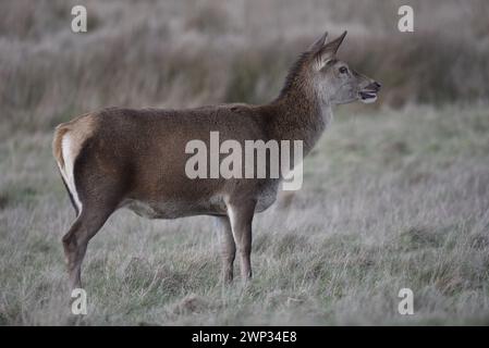 Rotwild (Cervus elaphus) im rechten Profil, im mittleren Vordergrund des Bildes, vor einem grasbewachsenen Hintergrund, aufgenommen im Februar in Großbritannien Stockfoto