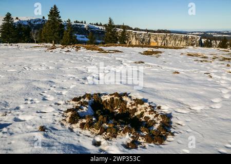 Wildschweinschäden auf der Weide und Fußspuren im Schnee bei der Creux du Van im schweizer jura Stockfoto