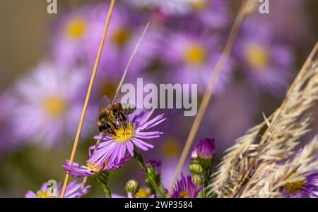 Biene auf einer lila Blume auf der Wiese. Nahaufnahme. Stockfoto