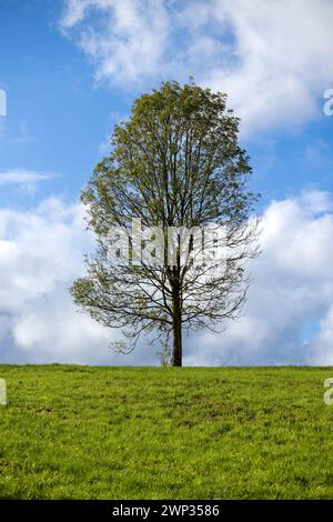 Einsamer Baum auf einer grünen Wiese unter blauem Himmel mit Wolken Stockfoto