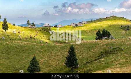 Landschaft Sloweniens. Eine Herde Kühe weidet auf dem Gras der Wiese des Plateaus von Velika Planina Stockfoto