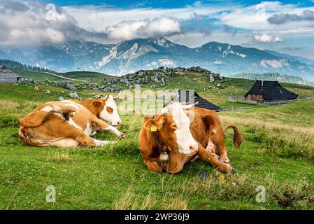 Landschaft Sloweniens. Zwei Kühe liegen im Gras auf einer Wiese in Velika Planina. Stockfoto
