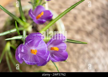 Crocus Crocus sativus eine saisonale blühende Pflanze in voller Blüte mit einer offenen violetten Blüte. Die Glühbirnen wurden in einen Topf gelegt und in einem Innenbereich gezüchtet Stockfoto