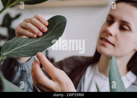 Selektiver Fokus der süßen, fürsorglichen jungen kaukasischen Gärtnerin sorgfältig inspiziert und pflegt grüne Zimmerpflanzen im Wohnzimmer zu Hause. Gartenbau, Stockfoto