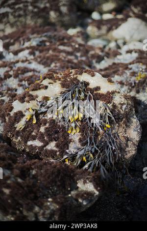 Rockweed - Fucus distichus - eine braune Alge auf einem Felsen bei Ebbe an der Küste Oregons. Stockfoto