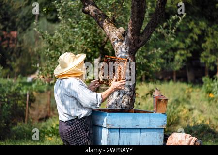 Imker, der im Sommergarten einen Bienenwabenrahmen voller Bienen und Honig inspiziert. Imkereikonzept Stockfoto