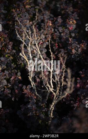 Berberis thunbergii 'Concorde'. Stockfoto