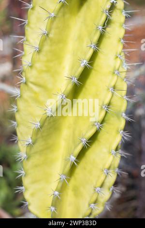 Cereus repandus - peruanischer Apfelkaktus. Stockfoto