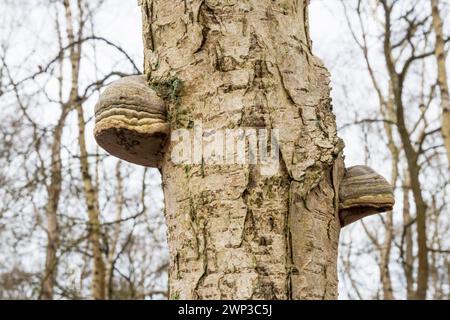 Hufpilz, Fomes fomentarius, wächst auf dem Stamm einer Silberbirke, Betula pendula, in Wolferton, Norfolk. Stockfoto