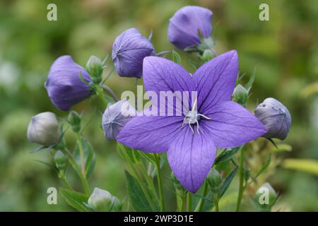 Platycodon grandiflorus Astra Blue, Ballonblume Astra Blue, große, sternförmige, violett-blaue Blüten Stockfoto