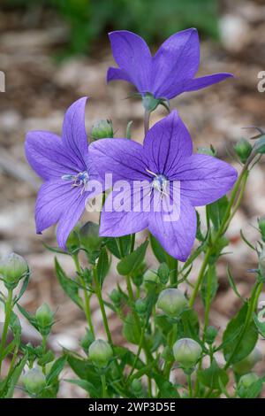 Platycodon grandiflorus Astra Blue, Ballonblume Astra Blue, große, sternförmige, violett-blaue Blüten Stockfoto