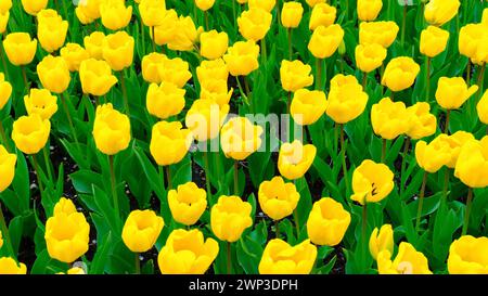 Klassischer Tulpenhintergrund mit Kopierraum. Fülle von gelben Tulpen aus der Nähe von oben. Seltene Sorten von Tulpenhybriden. Tulpen im Garten Stockfoto