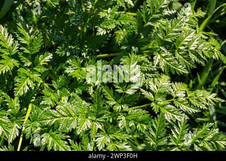 Grüne Blätter einer giftigen Pflanze Conium maculatum Hemlock Nahaufnahme. Das Konzept der Textur von natürlichen Mustern, Ornamenten. Stockfoto
