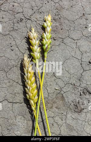 Thema verlorene getrocknete Weizen. Weizenohren liegen auf trockenem, zerrissenem Boden. Trockene Böden und Gerstenohren. Selektiver Fokus, geringe Schärfentiefe. Stockfoto