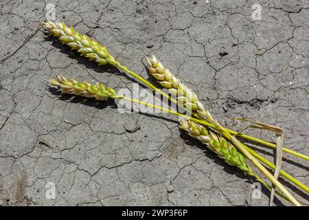 Thema verlorene getrocknete Weizen. Weizenohren liegen auf trockenem, zerrissenem Boden. Trockene Böden und Gerstenohren. Selektiver Fokus, geringe Schärfentiefe. Stockfoto