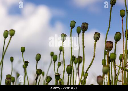 Nahaufnahme der Samenkörner der Mohnblume, selektiver Fokus mit beigem boke-Hintergrund - Papaver rhoeas. Stockfoto