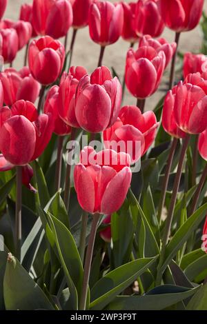 Tulip Rosy Delight, rosa Blumen im Frühlingssonnenlicht Stockfoto