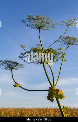 Heracleum sosnovskyi große Giftpflanze blüht. Heilpflanze Hogweed Heracleum sphondylium. Stockfoto