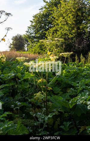 Heracleum sosnovskyi große Giftpflanze blüht. Heilpflanze Hogweed Heracleum sphondylium. Stockfoto