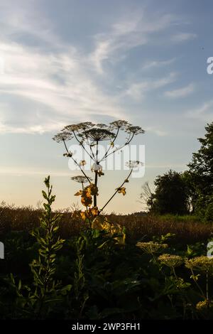 Heracleum sosnovskyi große Giftpflanze blüht. Heilpflanze Hogweed Heracleum sphondylium. Stockfoto