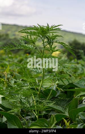 Ambrosia artemisiifolia verursacht Allergie. Stockfoto