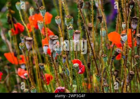 Nahaufnahme der Samenkörner der Mohnblume, selektiver Fokus mit beigem boke-Hintergrund - Papaver rhoeas. Stockfoto