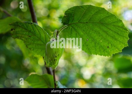 Junge Haselnüsse, grüne Haselnüsse, wachsen auf einem Baum. Stockfoto