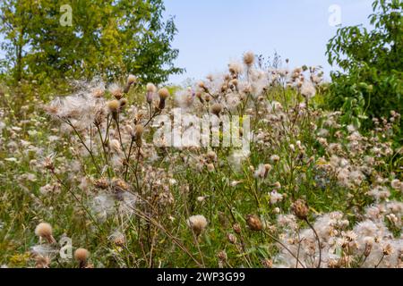 Cirsium arvense ist eine Art von mehrjährigen Pflanzen der Distelfamilie des Osters. Herbstpflanzen mit Samen. Heilpflanzen. Stockfoto