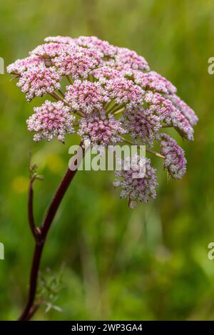 Infloreszenz von Pimpinella saxifraga oder burnet-saxifrage fester Stamm burnet saxifrage kleiner burnet. Stockfoto