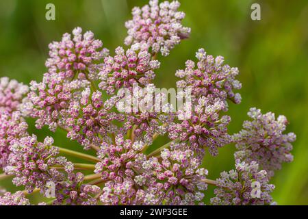 Infloreszenz von Pimpinella saxifraga oder burnet-saxifrage fester Stamm burnet saxifrage kleiner burnet. Stockfoto