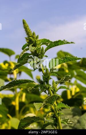 Grüner Amaranth Amaranthus hybridus in Blüte. Pflanze der Familie Amaranthaceae, die als invasives Unkraut wächst. Stockfoto