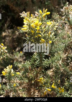 Portugal. März 2023. Gelbblühender Ginster, Ulex europaeus, an der Nordküste der Atlantikinsel Madeira. Quelle: Beate Schleep/dpa/Alamy Live News Stockfoto