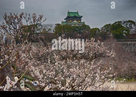 Der Pflaumenhain in der Blüte des Schlosses Osaka, Japan Stockfoto