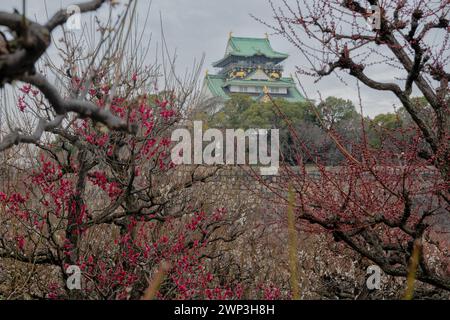 Der Pflaumenhain in der Blüte des Schlosses Osaka, Japan Stockfoto