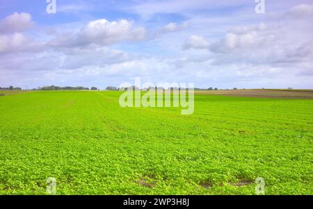Foto von einem Bauernfeld, selektiver Fokus. Stockfoto