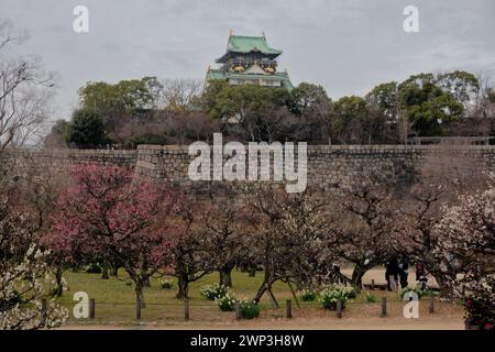 Der Pflaumenhain in der Blüte des Schlosses Osaka, Japan Stockfoto